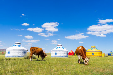 Cattle and yurts on the grassland