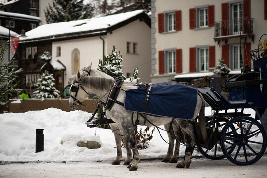 
The horses that pull carriages in Switzerland offer tourists a charming way to explore the city