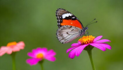 Fototapeta premium butterfly on flower