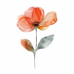 Abstract flowers minimal floral watercolor isolated on white background
