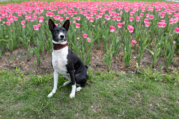 Basenji dog poses against background of tulips in city garden