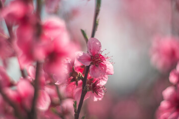 tree with pink peach flowers is in full bloom. The flowers are large and bright, and they are scattered throughout the tree. The tree is surrounded by a clear blue sky.