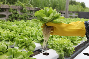 Hydroponics farm Organic fresh harvested vegetables,Farmers hands holding fresh vegetables