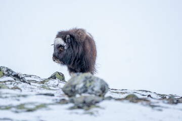 Beautiful close-up portrait of a baby musk ox looking sideways in a snowy landscape just behind some mossy stones in Dovrefjell National Park in Norway, Europe - obrazy, fototapety, plakaty