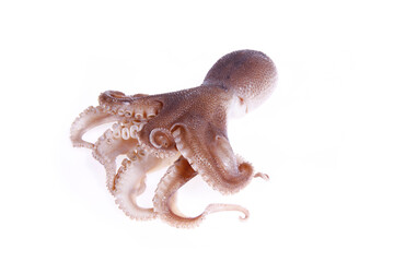 Octopus on a white background