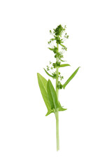 Obraz premium spinach bolting, the plant with florets