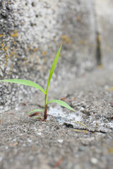 weed growing in a cracks of road