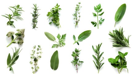 A collection of aromatic herbs, freshly picked and ready to infuse your dishes with flavor. Isolated on pure white background.
