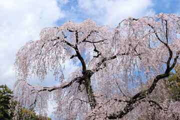 京都御苑　出水の枝垂れ桜