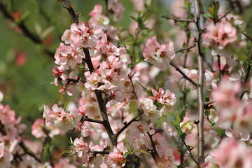 Chinese quince flowers, Chaenomeles speciosa, tree.