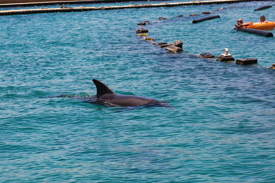 Dolphin gliding through blue waters near tourists on a sunny day. Nearby, tourists with inflatable swim ring, likely enjoying a dolphin watching activity with sunshine enhancing the aquatic scene