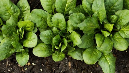 spinach - Spinacia oleracea - young tender delicious plants growing in nutrient rich dirt soil or earth,  green leaves viewed from above, ready to be harvested for human consumption - obrazy, fototapety, plakaty