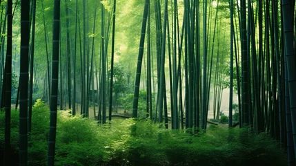 Schilderijen op glas bamboo forest in the morning. © Shades3d