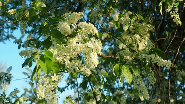 Prunus padus, bird cherry, hackberry, hagberry, or Mayday tree is a flowering plant. It is a species of cherry, a deciduous small tree or large shrub. Spring in Warsaw, branches sway in the wind