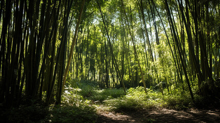 Naklejka premium bamboo forest in the morning.