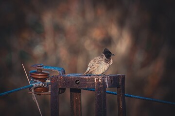 bulbul bird sitting on an electric pole