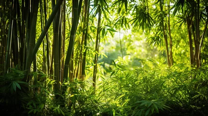 Gordijnen bamboo forest in the morning. © Shades3d