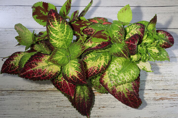 tricolor coleus prepared for cuttings on the table
