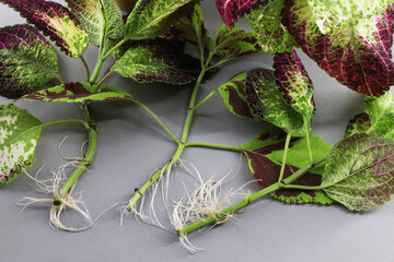 Cuttings of the ornamental coleus plant gave roots when germinated in water
