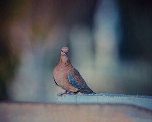 laughing dove sitting on the edge of wall with blurred background