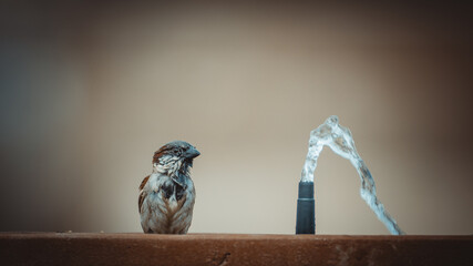male sparrow taking a bath