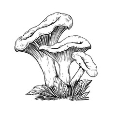 Chanterelle mushroom vintage vector botanical sketch drawing
