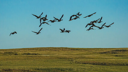 A flock of wild geese flying over the northern summer tundra against the blue sky.