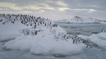 Gentoo Penguin Jump Glacier Antarctica Water Aerial View. South Pole Bird Colony Walk on Snow...