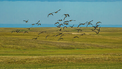 A flock of wild geese flying over the northern summer tundra against the blue sky.