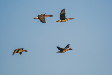 A flock of wild geese flying against the blue sky
