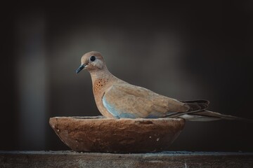 laughing dove sitting and eating seeds with blurred background