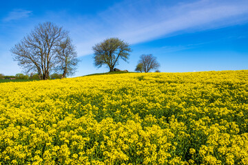 Tree on a hill by a flowering rapeseed field - 782839108