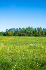 Blooming meadow by a forest edge in summer