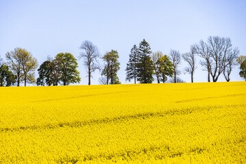 Rapeseed field in the springtime