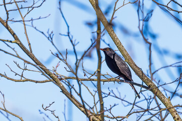 Blackbird perched on a tree branch at spring - 782839379