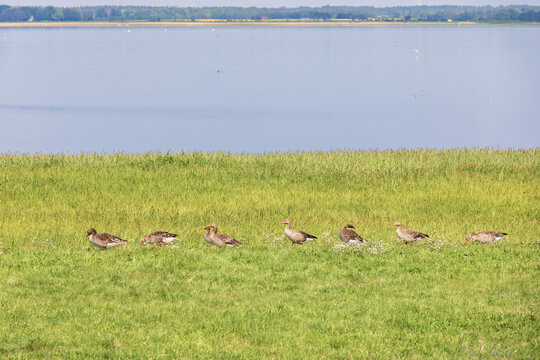 Greylag goose walking in line on a meadow by a lake
