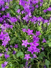 Bellissima fiore Campanula murales all'aperto. Fiori viola. Pianta decorativa. - 782839946