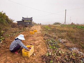 Farmer digging sweet potatoes in the field (sweet potato farming)
