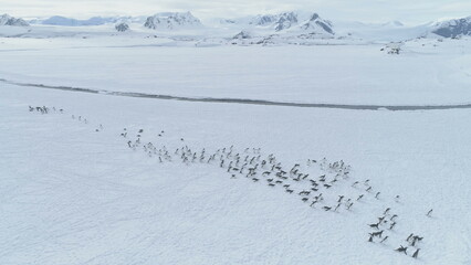 Fototapeta na wymiar Antarctica Aerial Flight Over Moving Penguins Colony. Drone Turn Overview. Snow Winter Landscape. Gentoo Penguins Walking On Snow Covered Land. Mighty Polar Mountains Background. Wildlife.