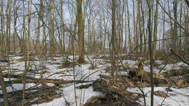 Nature End Of Spring. Snow Melts In Forest. Landscape Of A Spring Forest. Motion Camera Steadicam.