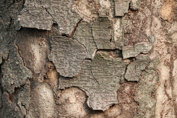 Rough textured backgrounds. bark, rock, soil, nature, stone