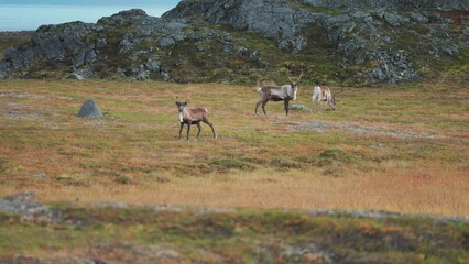 A herd of reindeer graze in the Norwegian tundra, then some are spooked and run away.