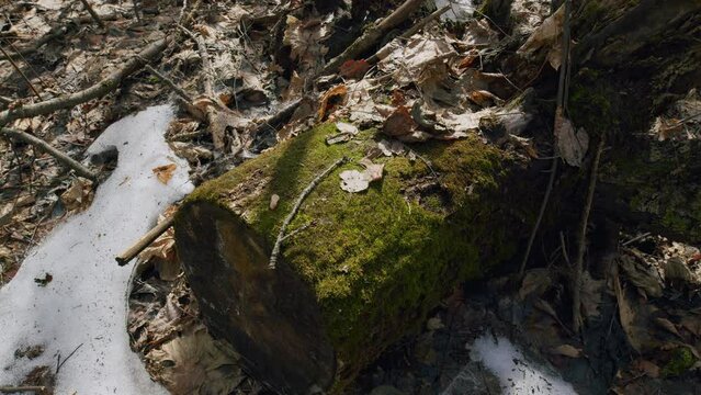 Green Moss On A Stump Spring Sunny Day. Green Moss Plastering Tree. Gimbal Shot.