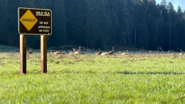 Close up on Danger Sign Warning Tourists to Not Approach Wild Elks on Foot. Focus Transition to a Herd of Elks Calmly Lying in the Grass. Morning at Prairie Creek Redwoods, California. National Parks.