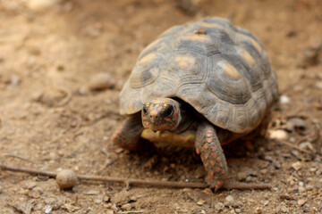 Cute small baby Red-foot Tortoise in the nature,The red-footed tortoise (Chelonoidis carbonarius) is a species of tortoise from northern South America
