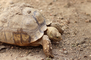 African Sulcata Tortoise Natural Habitat,Close up African spurred tortoise resting in the garden, Slow life ,Africa spurred tortoise sunbathe on ground with his protective shell ,Beautiful Tortoise
