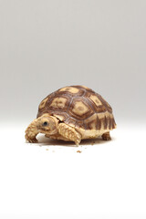 Cute small baby African Sulcata Tortoise in front of white background, African spurred tortoise isolated white background studio lighting,Cute animal