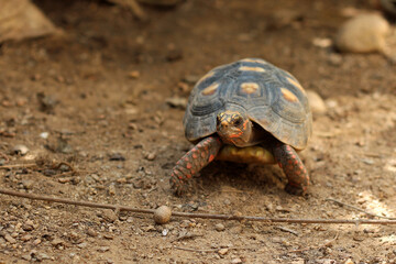 Cute small baby Red-foot Tortoise in the nature,The red-footed tortoise (Chelonoidis carbonarius) is a species of tortoise from northern South America
