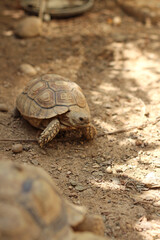African Sulcata Tortoise Natural Habitat,Close up African spurred tortoise resting in the garden, Slow life ,Africa spurred tortoise sunbathe on ground with his protective shell ,Beautiful Tortoise