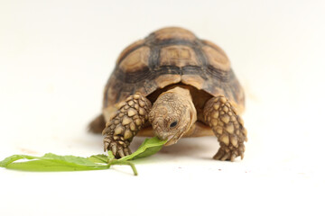 Cute small baby African Sulcata Tortoise in front of white background, African spurred tortoise...